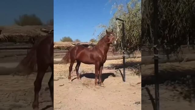 Самый мощный лошади 🐎 Оцените кому интересно#horse #лошади #улак