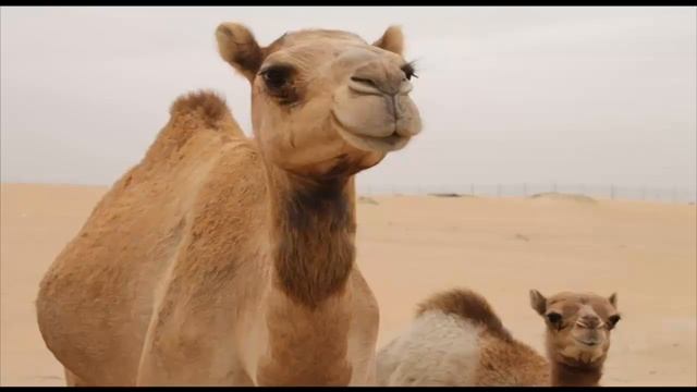 ВЕРБЛЮДЫ часть  3