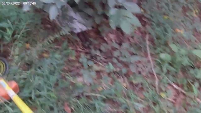 Forester trimmer brush cutter blade- Can Stihl handle it? смотреть онлайн