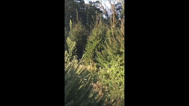 Picea Abies     Norway Spruces In Bucks County Pa