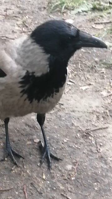 Вопросительный взгляд #вороны / Any questions? #crow #crowfashion смотреть онлайн
