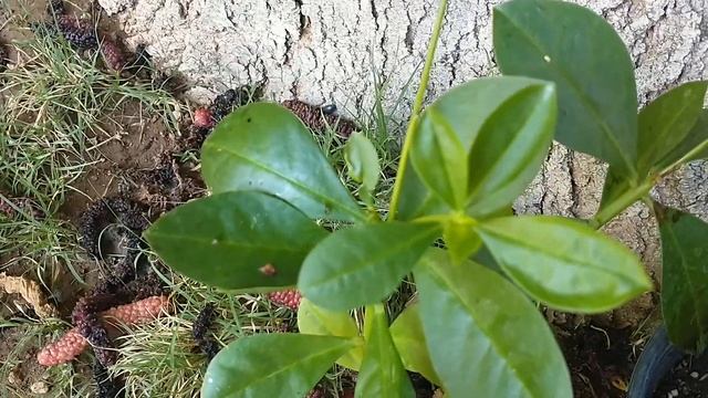 Jewels of Opar "Talinum paniculatum" Plant смотреть онлайн