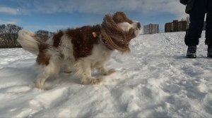 Кавалер Кинг Чарльз спаниель Армани. Зимняя прогулка.