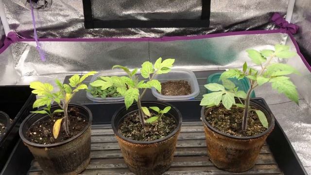 Earthworm Castings vs Potting Soil (PART 1) | VermisTerra and PRO-MIX смотреть онлайн