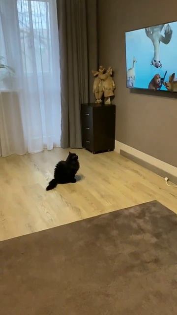 My Lovely #cat Watching #tv Every Day