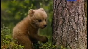 Ребятам о зверятах