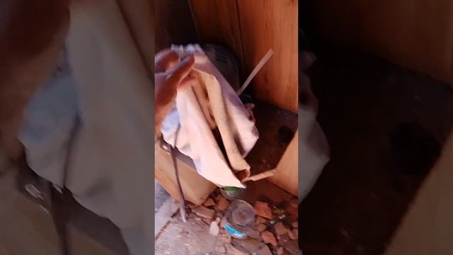 Базовое кормление кур несушек смотреть онлайн