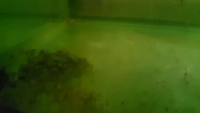 Growing Out 2 Siberian Sturgeon In An Aquaponics System