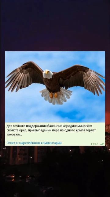 О крыльях орлов Факт №35 Short #shorts