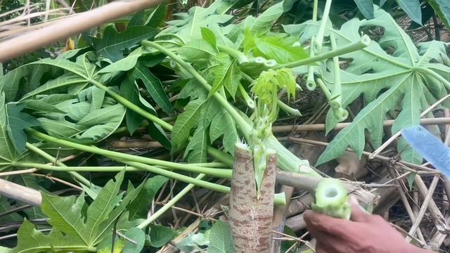 How to propagate papaya 100% successful, you can try смотреть онлайн