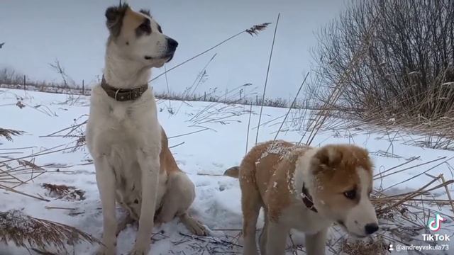 АЮ Айбет с сыном чемпиона Довы Нуро смотреть онлайн