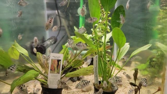 Plant Spotlight: Swords смотреть онлайн