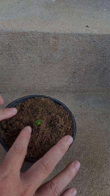 The surprise will come when you use rose buds to propagate смотреть онлайн