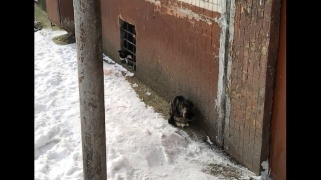 Бездомный котёнок девочка