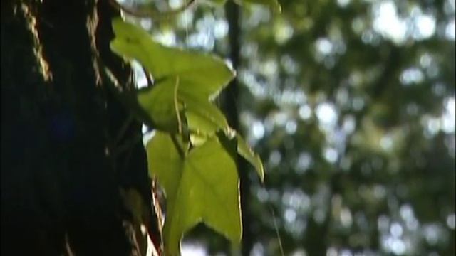 I Tesori Del Lazio Bracciano