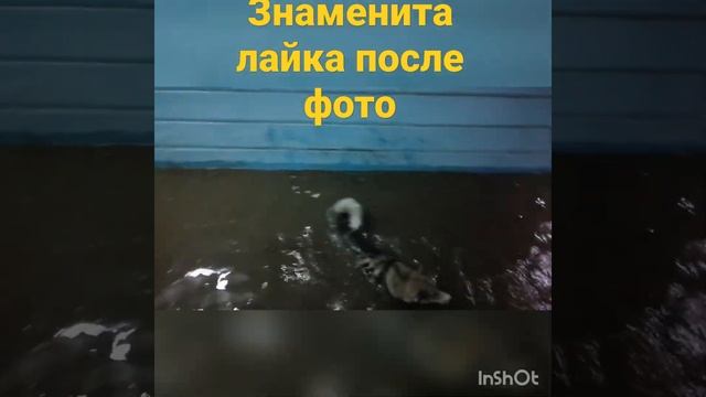 22.07.2021 8:41 Макс после фото решил, что и сам может поплавать) смотреть онлайн