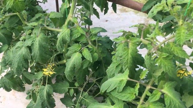 IMG 2627а3 смотреть онлайн