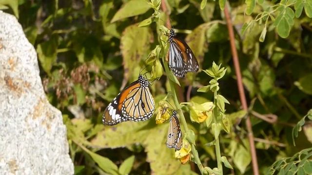 Danaus Chrysippus, Melanippus & Genutia