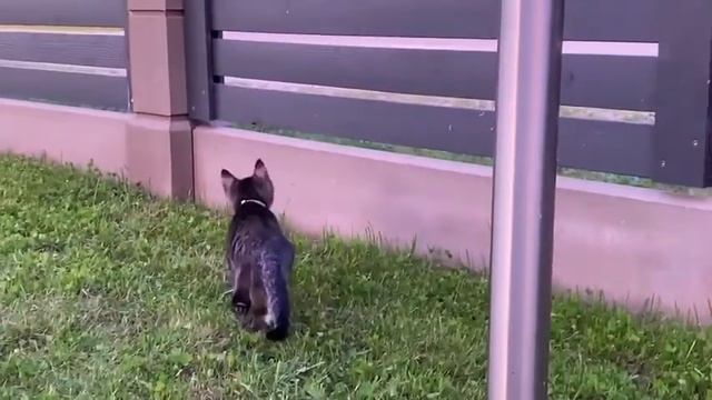 Видео сына . Красивая радуга 🌈 и красавчик выбежал на улицу.