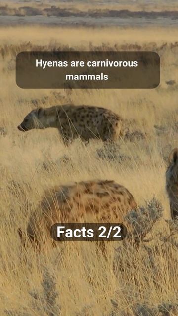 Interesting Facts About Hyena #4 #shorts смотреть онлайн
