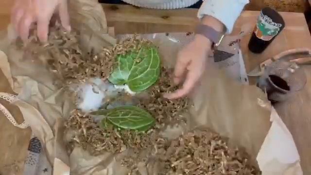 Hoya Sarawak Pink смотреть онлайн