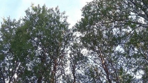 Сокол ясный.