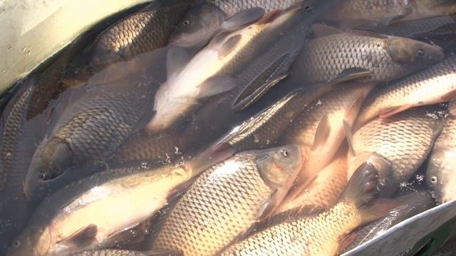 Сільськогосподарський ярмарок в Сумах смотреть онлайн