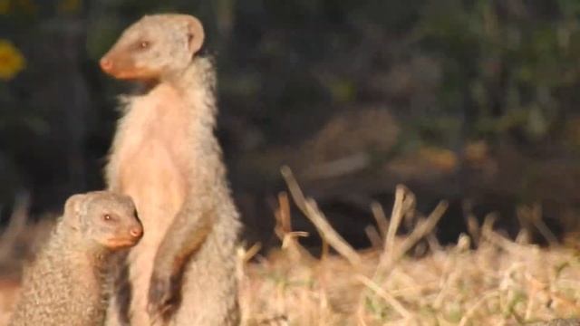 Banded Mongoose Seen On A Game Farm In South Africa