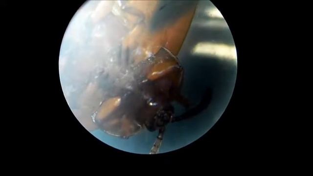 DEMOTISPA CON tdda en laboratorio смотреть онлайн