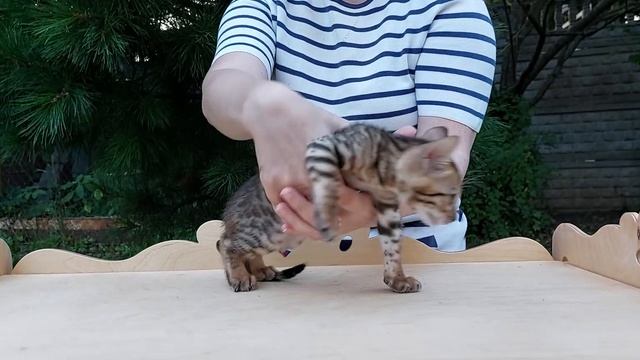 Гауди - бенгальский мальчик от Миры и Кэша, дата рождения 14.05.23 смотреть онлайн