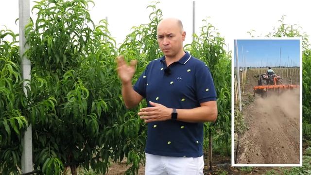 ТОВ «ГРІН ТЕХНОЛОДЖІ ЛТД». Вирощування персиків: технологія, живлення, особливості догляду. смотреть онлайн