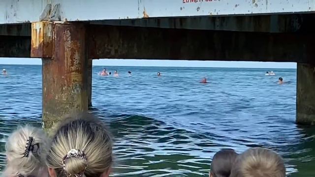 Дельфины в Витязево 🐟 🐬 🌊 🥰 Все бегут в воду 🤪 смотреть онлайн