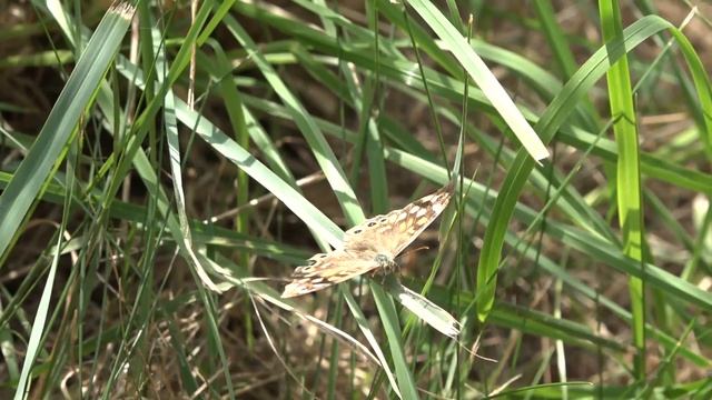 Chasse aux papillons à Plougrescant смотреть онлайн