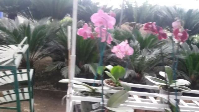 MORELOS ORQUÍDEAS смотреть онлайн