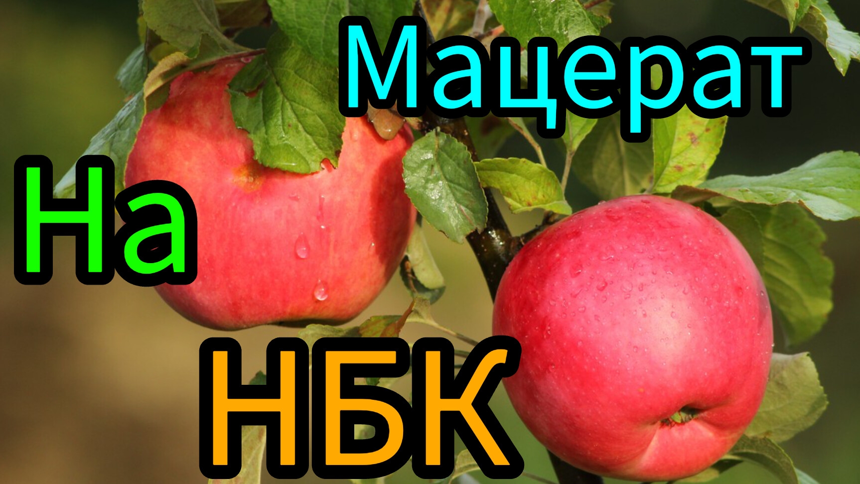 яблочный мацерат на НБК