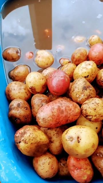 внимание!пора доставать из погреба картофель для посадки. ,и клась проращивать. смотреть онлайн