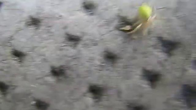 une araignée verte смотреть онлайн