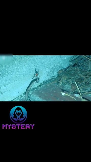 dangerous spider of australia👿 #short #firstshortvideo #shortvideo #youtubeshort #trending #viral