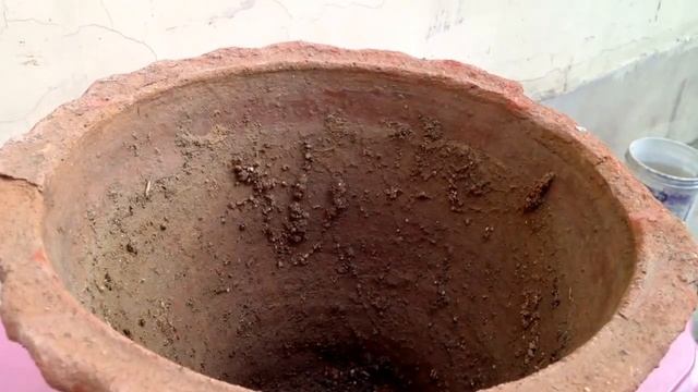 How to Grow Useful Plants HADJOD/VAJRAVALLI/CISSUS QUADRANGULARIS / हड़जोड़ टूटी हड्डियों में रामवा смотреть онлайн
