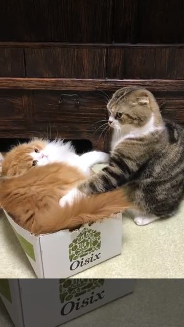 Котики милота Приколы с котами и кошками — Смешные коты и кошки 2017  КОТЫ ПРИКОЛЫ 2017 #5 смотреть онлайн