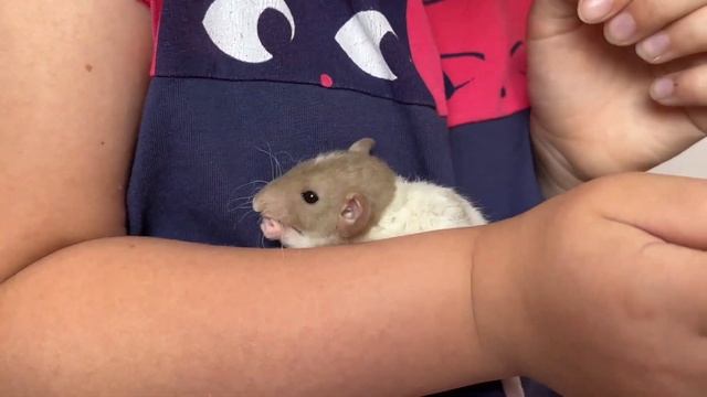 Шае 1 месяц! (Крыска породы Дамбо) смотреть онлайн