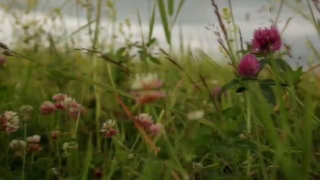 МОЕЙ РОССИИ