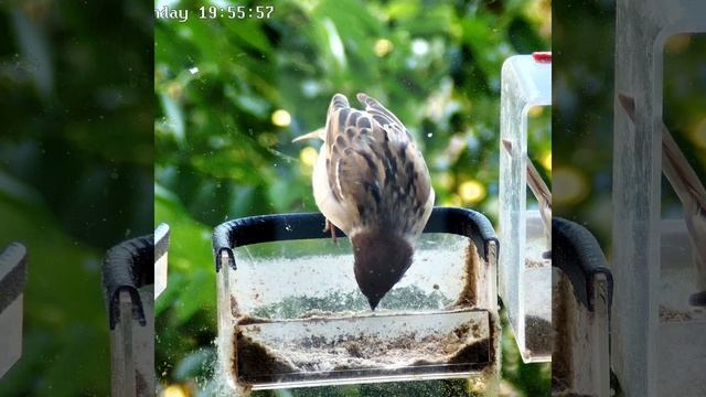 Вот птенец воробья  уже сам немного жует