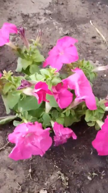 красивые светло-розовые цветы🌸 смотреть онлайн