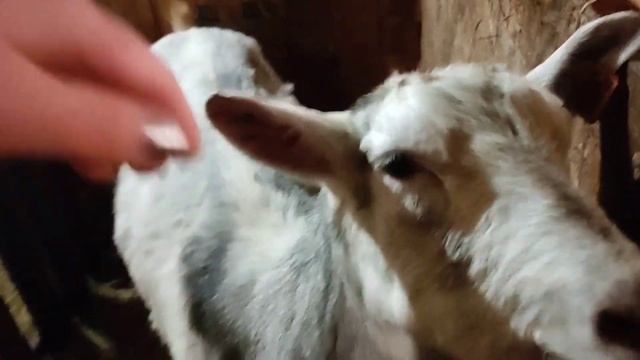 С праздником! Бык Джерси на прогулке!#short #рек #рекомендации #топ #хочуврек #козы #корова смотреть онлайн