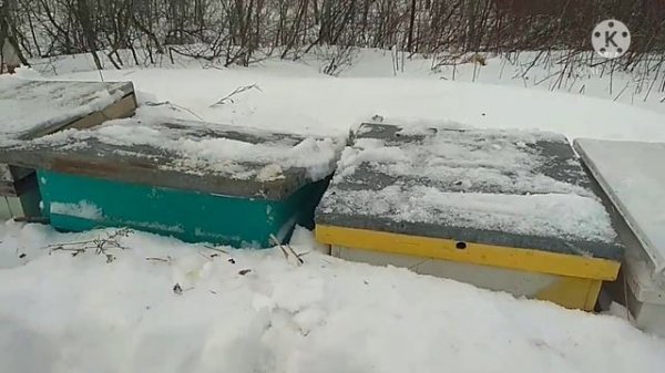 Зимовка пчёл #Пасека зимой # #Проверка наличия кормов#