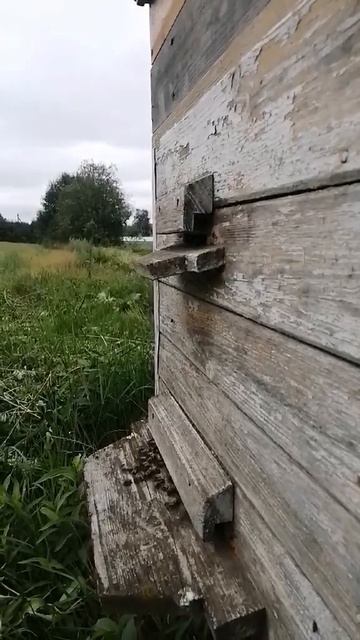 Агент .О чём поёт матка))). смотреть онлайн