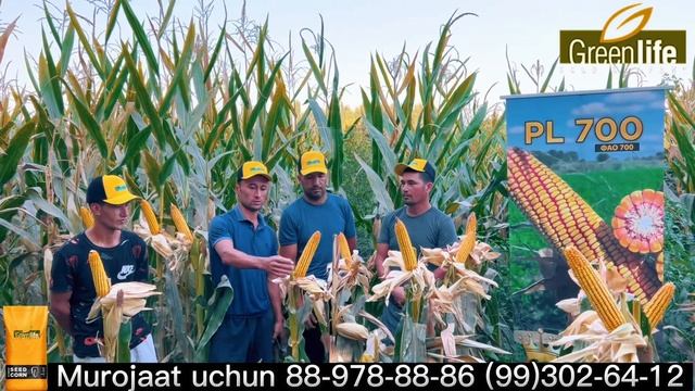 Pl700 Pl 700 Namangan Viloyati Makka Uruq Makka Urug’i кукуруза #urug #dexqon #Greenlife Green Life