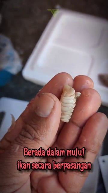 Kutu lidah ikan - Tongue eating louse смотреть онлайн