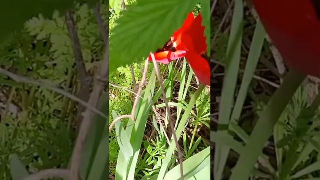 Обзор нашего"Райского уголка“🌷🙏 который нам дал Господь😍 смотреть онлайн